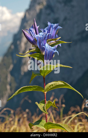 Willow (Gentiana asclepiadea gentiane), Tyrol, Autriche Banque D'Images