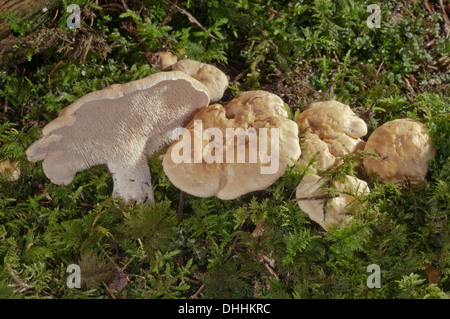 La dent sucrée ou bois Hedgehog (Hydnum repandum) Champignons, Bade-Wurtemberg, Allemagne Banque D'Images