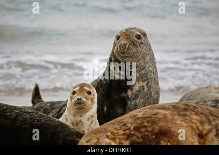 Les Phoques gris (Halichoerus grypus), homme avec pup, Düne, l'île de Helgoland, Schleswig-Holstein, Allemagne Banque D'Images