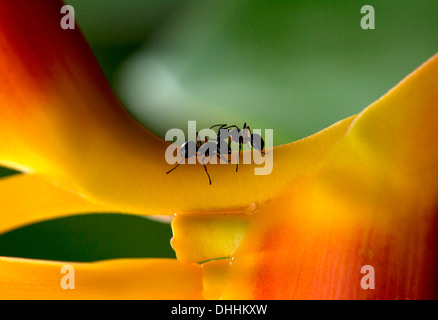 Deux Arbre Vert fourmis (Oecophylla smaragdina) combats sur un Heliconia ou faux Bird-of-paradise (Heliconia Rostrata) Banque D'Images