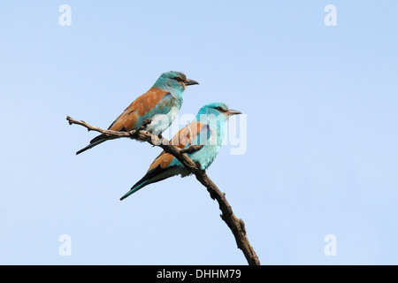 Coracias garrulus européenne (rouleaux), couple d'oiseaux perchés sur une branche, le Parc National Kiskunság, Bács-Kiskun, Hongrie Banque D'Images