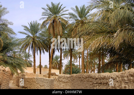 Palm Garden oasis dans la ville de Ghadamès, UNESCO world heritage, Ghadamès, Libye Banque D'Images