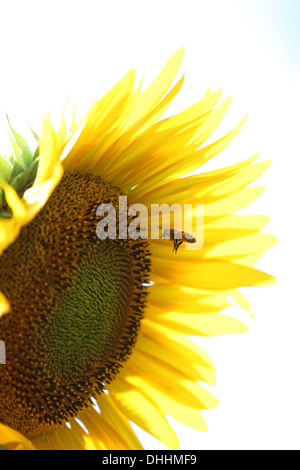 En vol de nourriture de l'Abeille sur fleur tournesol pour la collecte de nectar Banque D'Images