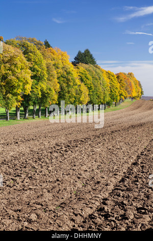 Avenue de l'arbre en automne, Palatinat, Bade-Wurtemberg, Allemagne Banque D'Images