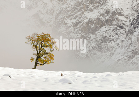 En hiver, l'humeur, brumeuse Ahornboden Hinterriß, Tyrol, Autriche Banque D'Images