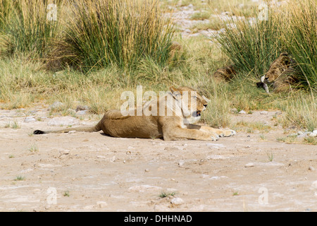 Les lions (Panthera leo), lionne avec deux autres se trouvant dissimulé dans l'herbe, Etosha National Park, Namibie Banque D'Images