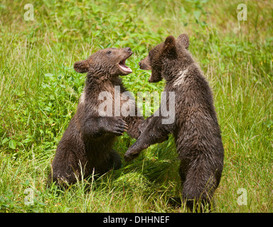 Ours brun (Ursus arctos) Oursons jouant sur un pré, Parc National de la Forêt bavaroise game reserve, Grafenau, Basse-Bavière Banque D'Images