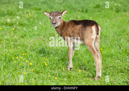 Mouflon européen (Ovis ammon Musimon), l'agneau, Thuringe, Allemagne Banque D'Images