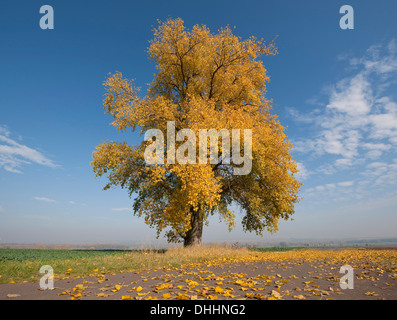 Peuplier (Populus sp.) à l'automne, Thuringe, Allemagne Banque D'Images