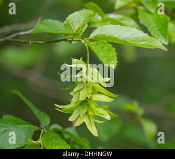 Commune européenne ou charme (Carpinus betulus), et de l'inflorescence feuilles, Parc national du Hainich, Thuringe, Allemagne Banque D'Images