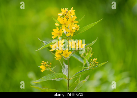 La Salicaire Salicaire jaune ou le jardin (Lysimachia vulgaris), la floraison, Basse-Saxe, Allemagne Banque D'Images