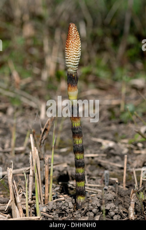 Porteuses de spores fertiles d'une tige commune ou prêle des champs Prêle (Equisetum arvense), Suisse Banque D'Images