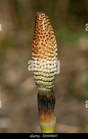 Porteuses de spores fertiles d'une tige commune ou prêle des champs Prêle (Equisetum arvense), Suisse Banque D'Images