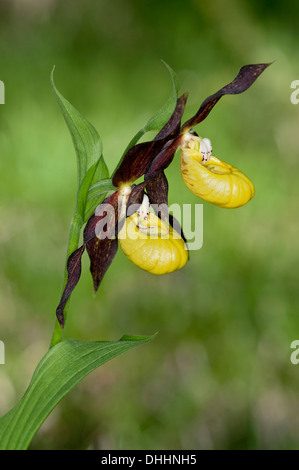 Yellow Lady's Slipper ou Lady's Slipper Orchid (Cypripedium calceolus), Canton de Schwyz, Suisse Banque D'Images