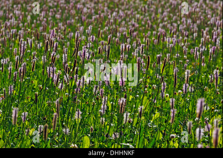 Plantain lancéole (Plantago lanceolata), la floraison, Middle Franconia, Bavaria, Germany Banque D'Images