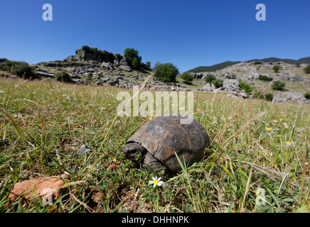 Épi Méditerranéen-thighed Tortoise (Testudo graeca) sur l'herbe, Köprülü Canyon National Park, Antalya Province, Turkey Banque D'Images