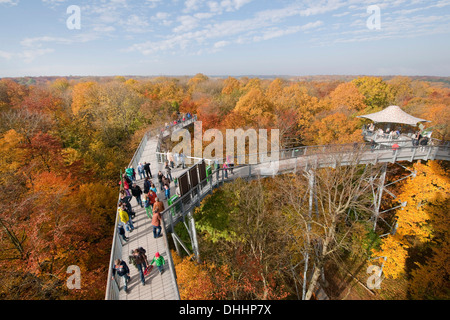 Treetop walkway à travers une forêt en automne, Parc national du Hainich, Thuringe, Allemagne Banque D'Images