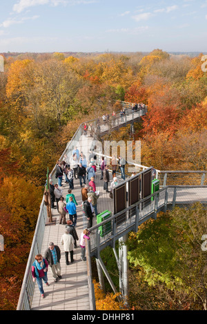 Treetop walkway à travers une forêt en automne, Parc national du Hainich, Thuringe, Allemagne Banque D'Images