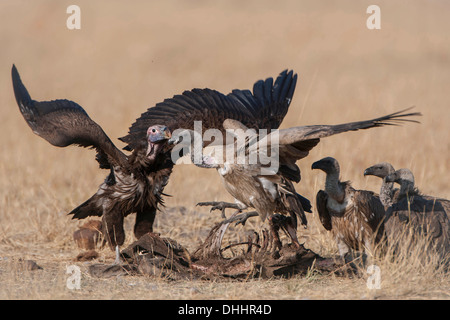 Coprin micacé ou Vautour nubien (Torgos micaceus) lutte avec Cape vautours Gyps coprotheres) (sur une carcasse Banque D'Images