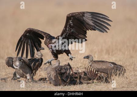 Coprin micacé ou Vautour nubien (Torgos micaceus) lutte avec Cape vautours Gyps coprotheres) (sur une carcasse Banque D'Images