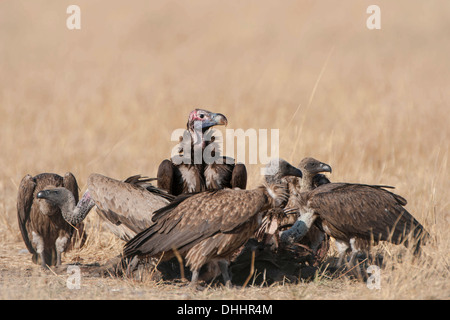 Coprin micacé ou Vautour nubien (Torgos micaceus) avec les vautours Gyps coprotheres (CAP) qui se nourrit d'une carcasse Banque D'Images