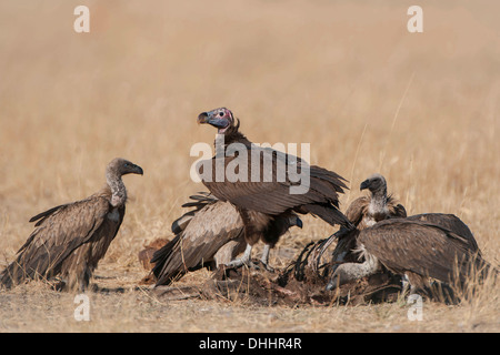 Coprin micacé ou Vautour nubien (Torgos micaceus) avec les vautours Gyps coprotheres (CAP) qui se nourrit d'une carcasse Banque D'Images