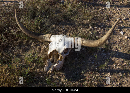 Longhorn crâne de vache sur l'affichage sur un ranch dans l'ouest du Texas. Banque D'Images