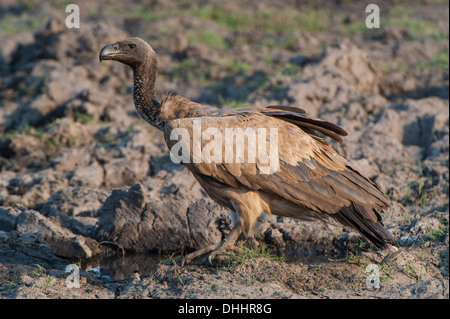 Cape (Gyps coprotheres), Parc National de Chobe, Botswana, District du Nord-Ouest Banque D'Images