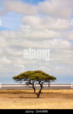 Umbrella Thorn Acacia (Acacia tortilis), Etosha National Park, Namibie, Halali Banque D'Images