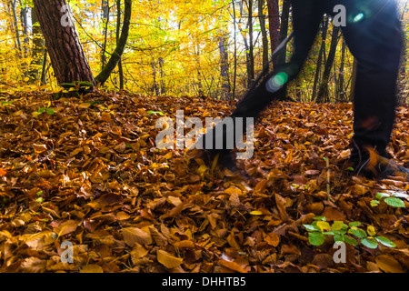 Les jambes de l'homme de cultiver l'automne dans la forêt de la marche nordique Banque D'Images