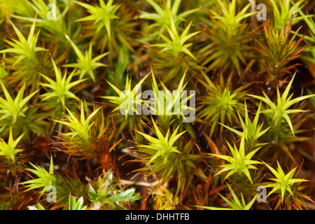 Polytrichum commune - mousse Polytric commun Banque D'Images