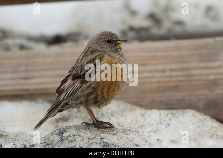 Alpine Accentor (Prunella collaris) assis sur un banc Banque D'Images