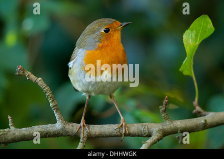 European Robin (Erithacus rubecula aux abords) Banque D'Images