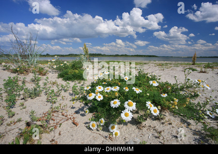 La camomille sur la plage de la péninsule de Wustrow, Salzhaff, Mecklembourg Poméranie occidentale, l'Allemagne, de l'Europe Banque D'Images