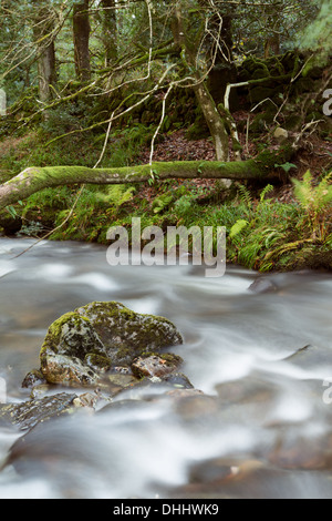 L'Est de la rivière Okement Dartmoor National Park Devon Uk Banque D'Images