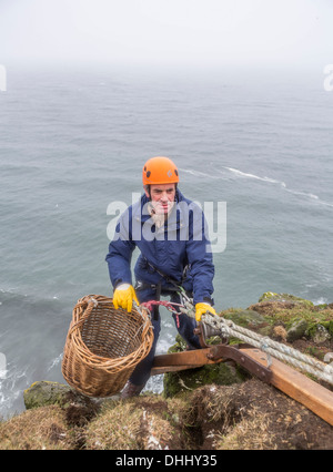 La collecte des œufs, Common guillemot (Uria aalge), Islande, Ingolfshofdi Banque D'Images