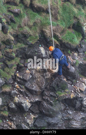 La collecte des œufs, Common guillemot (Uria aalge), Islande, Ingolfshofdi Banque D'Images