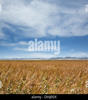 Domaine de l'orge dans le cadre de Big Sky dans le Suffolk, est de l'Angleterre en été Banque D'Images