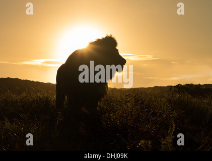 Silhouette d'un ancien grand mâle lion dans la savane en Afrique du Sud au coucher du soleil Banque D'Images