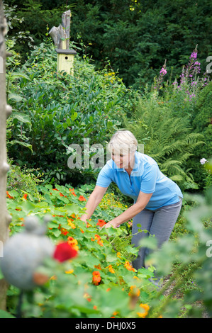 Senior woman working in garden Banque D'Images