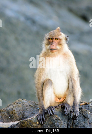 Singe sur un rocher Banque D'Images