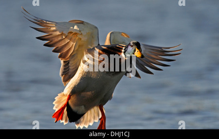 Canard colvert mâle adulte sur l'atterrissage d'un lac Banque D'Images