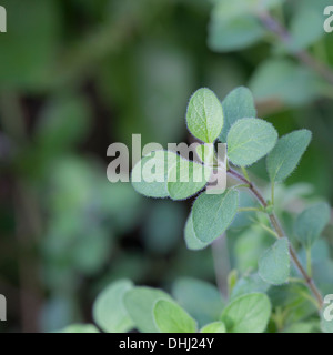 L'origan grec (Origanum vulgare hirtum) est une herbe utilisée dans classique sauce marinara. Banque D'Images