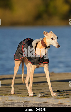Anglais Whippet portant un manteau ou une veste d'hiver Banque D'Images