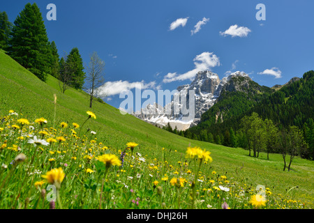 La floraison prairie en face du Mont Pelmo, Dolomites, site du patrimoine mondial de l'Dolomites, Vénétie, en Italie Banque D'Images