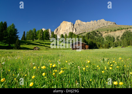 Prairie en fleurs et granges à foin en face de Rotwand, Rosengarten, Dolomites, site du patrimoine mondial de l''Afrique du Ty Banque D'Images