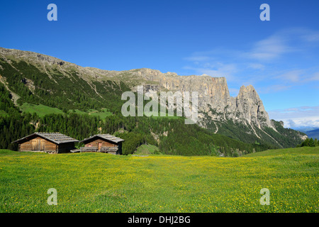 Prairie en fleurs et grange à foin en face de Sciliar et Rosszaehne, Berlin, Dolomites, site du patrimoine mondial de l'Dolomites, afin Banque D'Images