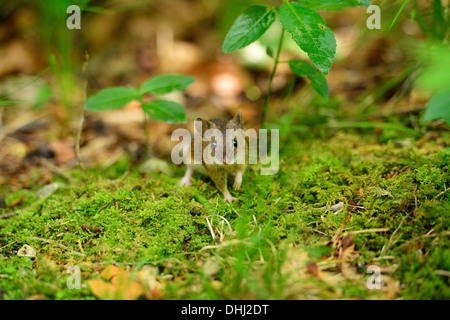 Souris en bois tournant sur mousse, Apodemus sylvaticus, Chiemgau, gamme de Chiemgau, Haute-Bavière, Bavière, Allemagne Banque D'Images