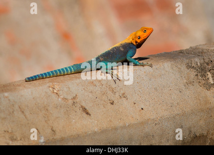 Red Headed Rock Lézard Agama agama Agama sur un mur de béton dans le parc national de Tsavo Kenya Banque D'Images