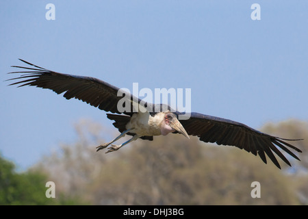 Marabou Stork (crumeniferus Flamant rose (Phoenicopterus ruber) flying Banque D'Images